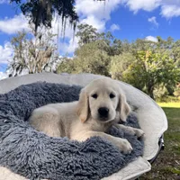 Aramis - E.S.A. prospect, a male Golden Retriever for sale in Hawthorne, FL – Photo 2 of 8