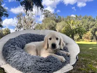 Aramis - service dog prospect, a male Golden Retriever for sale in Hawthorne, FL – Photo 2 of 8
