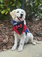 Aramis - E.S.A. prospect, a male Golden Retriever for sale in Hawthorne, FL – Photo 5 of 6