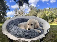 Aramis - service dog prospect, a male Golden Retriever for sale in Hawthorne, FL – Photo 6 of 8