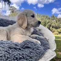 Aramis - E.S.A. prospect, a male Golden Retriever for sale in Hawthorne, FL – Photo 5 of 8