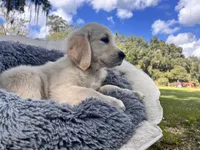 Aramis - service dog prospect, a male Golden Retriever for sale in Hawthorne, FL – Photo 5 of 8