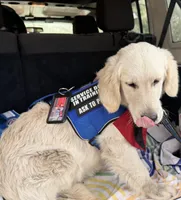 Aramis - E.S.A. prospect, a male Golden Retriever for sale in Hawthorne, FL – Photo 6 of 6