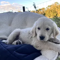 Aramis - E.S.A. prospect, a male Golden Retriever for sale in Hawthorne, FL – Photo 7 of 8