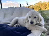 Aramis - service dog prospect, a male Golden Retriever for sale in Hawthorne, FL – Photo 7 of 8