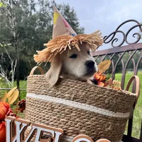 Aramis - E.S.A. prospect, a male Golden Retriever for sale in Hawthorne, FL – Photo 8 of 8