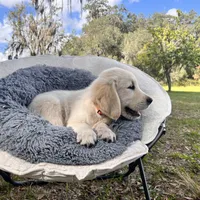 Aramis - E.S.A. prospect, a male Golden Retriever for sale in Hawthorne, FL – Photo 4 of 8