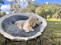 Aramis - service dog prospect, a male Golden Retriever for sale in Hawthorne, FL – Photo 4 of 8