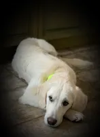 Poucette ESA Golden Retriever fermale OFA certified +DNA profile 3990$, a female Golden Retriever for sale in Hawthorne, FL – 2 of 9