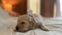 BETTY BOOP of Avalon - Golden retriever female puppy ready in 7 weeks!, a female Golden Retriever for sale in Hawthorne, FL – 2 of 10
