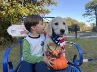 Arkansas -Service Dog, a male Golden Retriever for sale in Hawthorne, FL – Photo 5 of 10