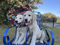 Arkansas -Service Dog, a male Golden Retriever for sale in Hawthorne, FL – Photo 4 of 10