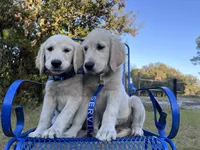 Arkansas -Service Dog, a male Golden Retriever for sale in Hawthorne, FL – Photo 10 of 10