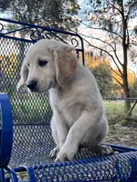 Arkansas -Service Dog, a male Golden Retriever for sale in Hawthorne, FL – Photo 7 of 10