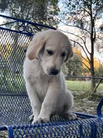 Arkansas -Service Dog, a male Golden Retriever for sale in Hawthorne, FL – Photo 8 of 10