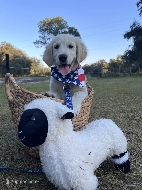 Arkansas -Service Dog