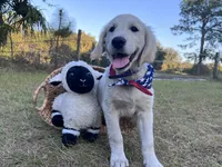 Arkansas -Service Dog, a male Golden Retriever for sale in Hawthorne, FL – Photo 3 of 10
