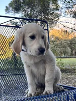 Arkansas -Service Dog, a male Golden Retriever for sale in Hawthorne, FL – Photo 9 of 10