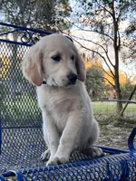 Arkansas -Service Dog, a male Golden Retriever for sale in Hawthorne, FL – Photo 6 of 10