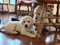 Barbie of Avalon - ESA + Service dog prospect (80% on 12 TPO tests), a female Golden Retriever for sale in Hawthorne, FL – 1 of 10