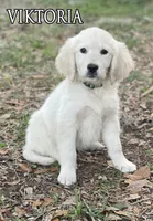 Viktoria of Avalon, a female Golden Retriever for sale in Hawthorne, FL – 4 of 10