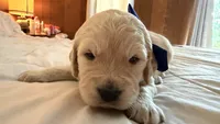 BALKAN of Avalon - Golden retriever male puppy ready in 7 weeks!, a male Golden Retriever for sale in Hawthorne, FL – 10 of 10