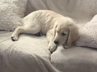 Blitz of avalon, kind white-coated Golden Retriever male purebred, a male Golden Retriever for sale in Hawthorne, FL – 1 of 6