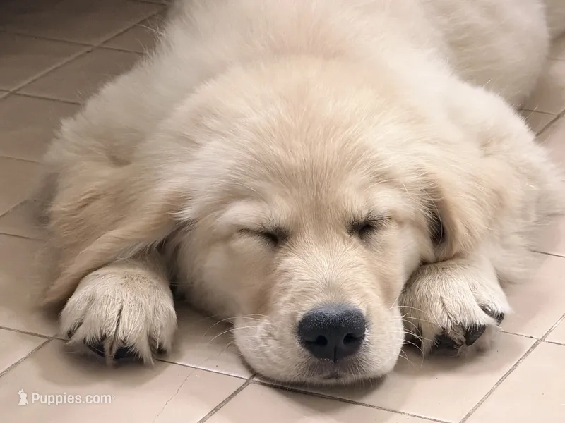 Brooklyn of Avalon (71% @TPO tests) – Golden Retriever puppy for sale in Hawthorne, FL