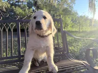 Brooklyn of Avalon (75% @TPO tests), a male Golden Retriever for sale in Hawthorne, FL – 6 of 10