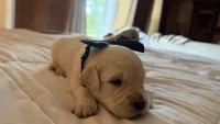BERKELEY of Avalon - Golden retriever male puppy ready in 7 weeks!, a male Golden Retriever for sale in Hawthorne, FL – 4 of 9