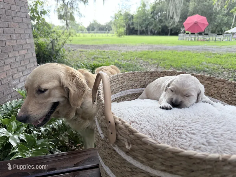 Bamboo - Golden retriever male puppy ready in 7 weeks! – Golden Retriever puppy for sale in Hawthorne, FL