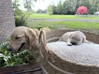 Bamboo - Golden retriever male puppy ready in 7 weeks!, a male Golden Retriever for sale in Hawthorne, FL – 4 of 7