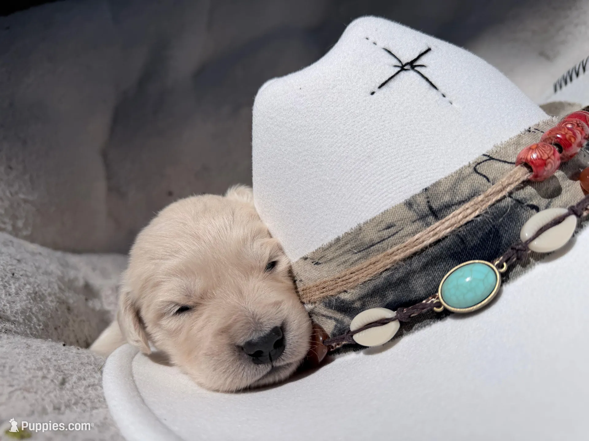 Berlioz of Avalon - ESA / service dog prospect, a male Golden Retriever for sale in Hawthorne, FL – Photo 2 of 10