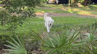Poucette ESA Golden Retriever fermale OFA certified +DNA profile 3990$, a female Golden Retriever for sale in Hawthorne, FL – 7 of 9