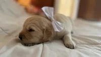 BETTY BOOP of Avalon - Golden retriever female puppy ready in 7 weeks!, a female Golden Retriever for sale in Hawthorne, FL – 1 of 10