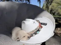 Beethoven of Avalon - ESA service dog prospect, a male Golden Retriever for sale in Hawthorne, FL – Photo 2 of 10