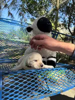 Beethoven of Avalon - ESA service dog prospect, a male Golden Retriever for sale in Hawthorne, FL – Photo 7 of 10