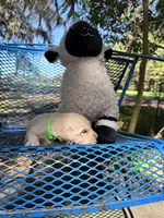 Beethoven of Avalon - ESA service dog prospect, a male Golden Retriever for sale in Hawthorne, FL – Photo 6 of 10