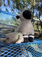 Beethoven of Avalon - ESA service dog prospect, a male Golden Retriever for sale in Hawthorne, FL – Photo 4 of 10