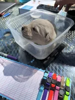 Beethoven of Avalon - ESA service dog prospect, a male Golden Retriever for sale in Hawthorne, FL – Photo 3 of 10