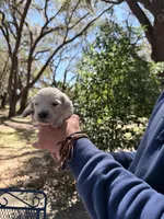 Beethoven of Avalon - ESA service dog prospect, a male Golden Retriever for sale in Hawthorne, FL – Photo 5 of 10