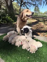 Beethoven of Avalon - ESA service dog prospect, a male Golden Retriever for sale in Hawthorne, FL – Photo 8 of 10