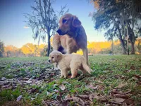Vedah of Avalon , a female Golden Retriever for sale in Hawthorne, FL – 3 of 10