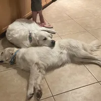 ESA-POUCETTE OF AVALON, a female Golden Retriever for sale in Hawthorne, FL – Photo 7 of 10