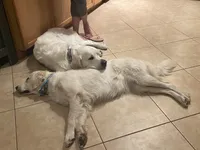 ESA-POUCETTE OF AVALON, a female Golden Retriever for sale in Hawthorne, FL – Photo 7 of 10