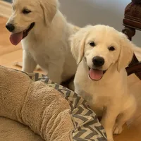 ESA-POUCETTE OF AVALON, a female Golden Retriever for sale in Hawthorne, FL – Photo 8 of 10