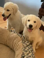 ESA-POUCETTE OF AVALON, a female Golden Retriever for sale in Hawthorne, FL – Photo 8 of 10