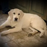 ESA-POUCETTE OF AVALON, a female Golden Retriever for sale in Hawthorne, FL – Photo 9 of 10