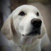 ESA-POUCETTE OF AVALON, a female Golden Retriever for sale in Hawthorne, FL – Photo 1 of 10