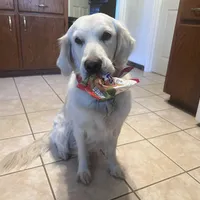 ESA-POUCETTE OF AVALON, a female Golden Retriever for sale in Hawthorne, FL – Photo 3 of 10